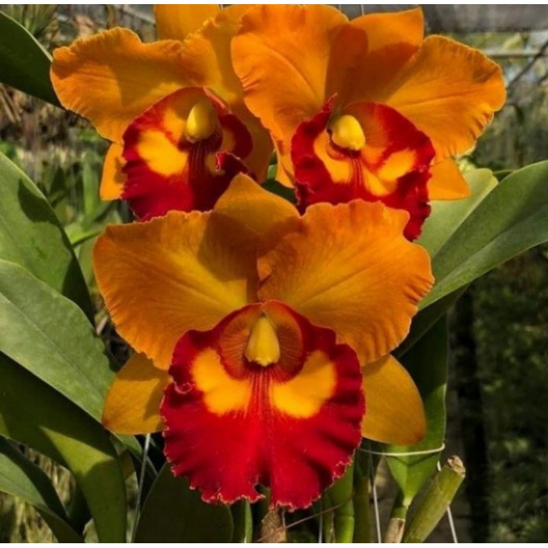 Pohon Anggrek Cattleya Bunga Orange Lidah Merah Dewasa Siap Spike