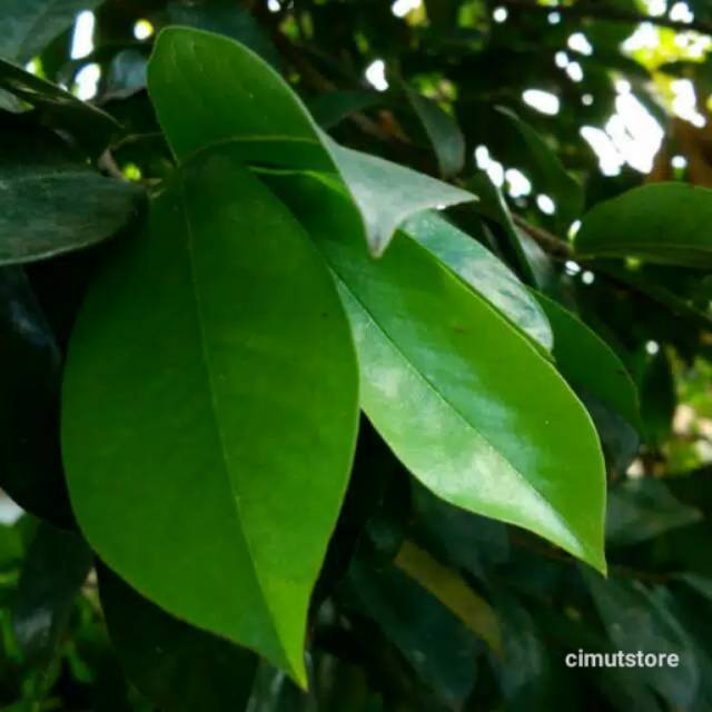 

daun sirsak segar 50gr (orderan masuk kami petik)