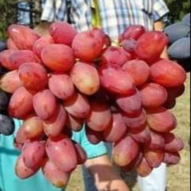 

Anggur import Bogema