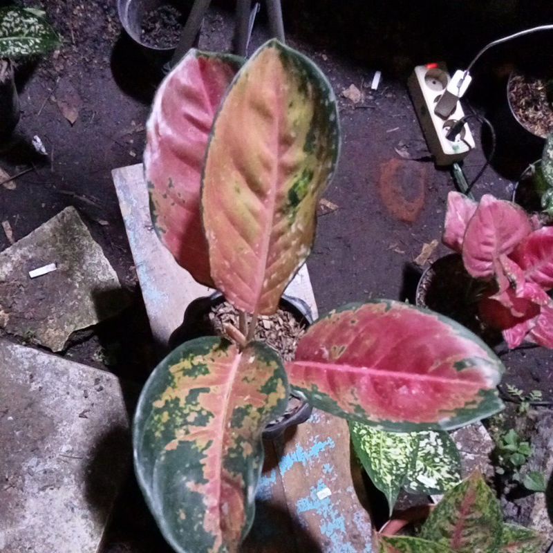 aglonema kochin brown