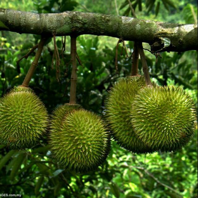 Bibit Durian Musangking 1 meter up