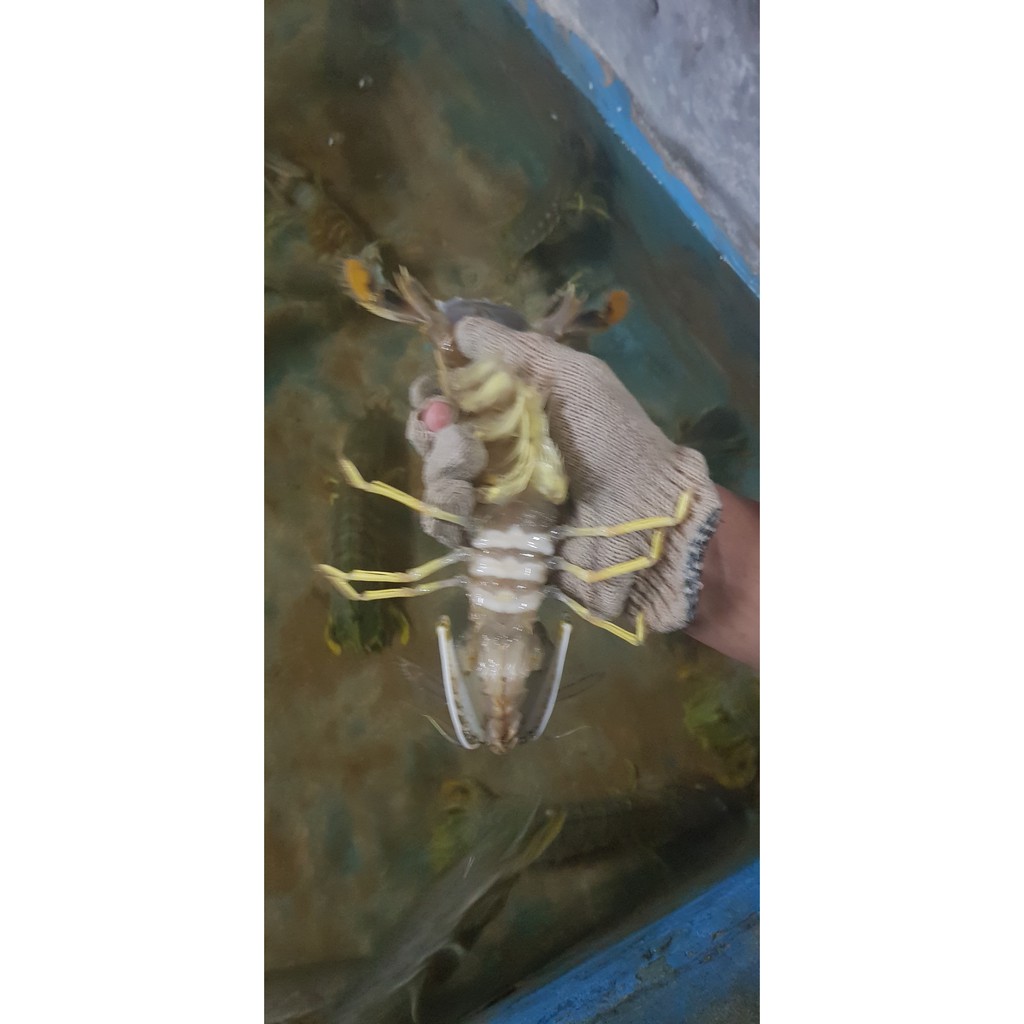 

UDANG RONGGENG HIDUP (LIVE) 1 KG ISI 22-25 EKOR