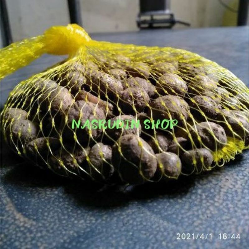 BIBIT PORANG / BIBIT KATAK PORANG / KATAK DORMAN / KATAK PORANG / BULBIL PORANG / BUAH PORANG / COBL