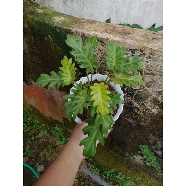 Tanaman hias xanadu golden - real pict