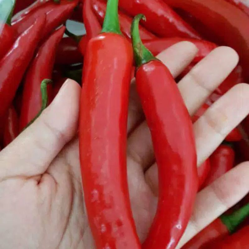 

Cabe TW merah besar 500 gr