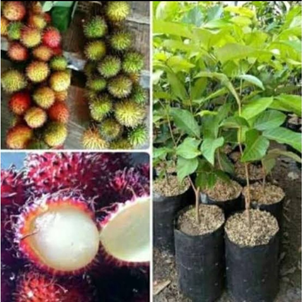 PAKET 3 Batang Bibit Rambutan Rapiah Murah