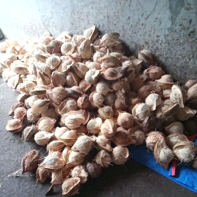 

kelapa frees