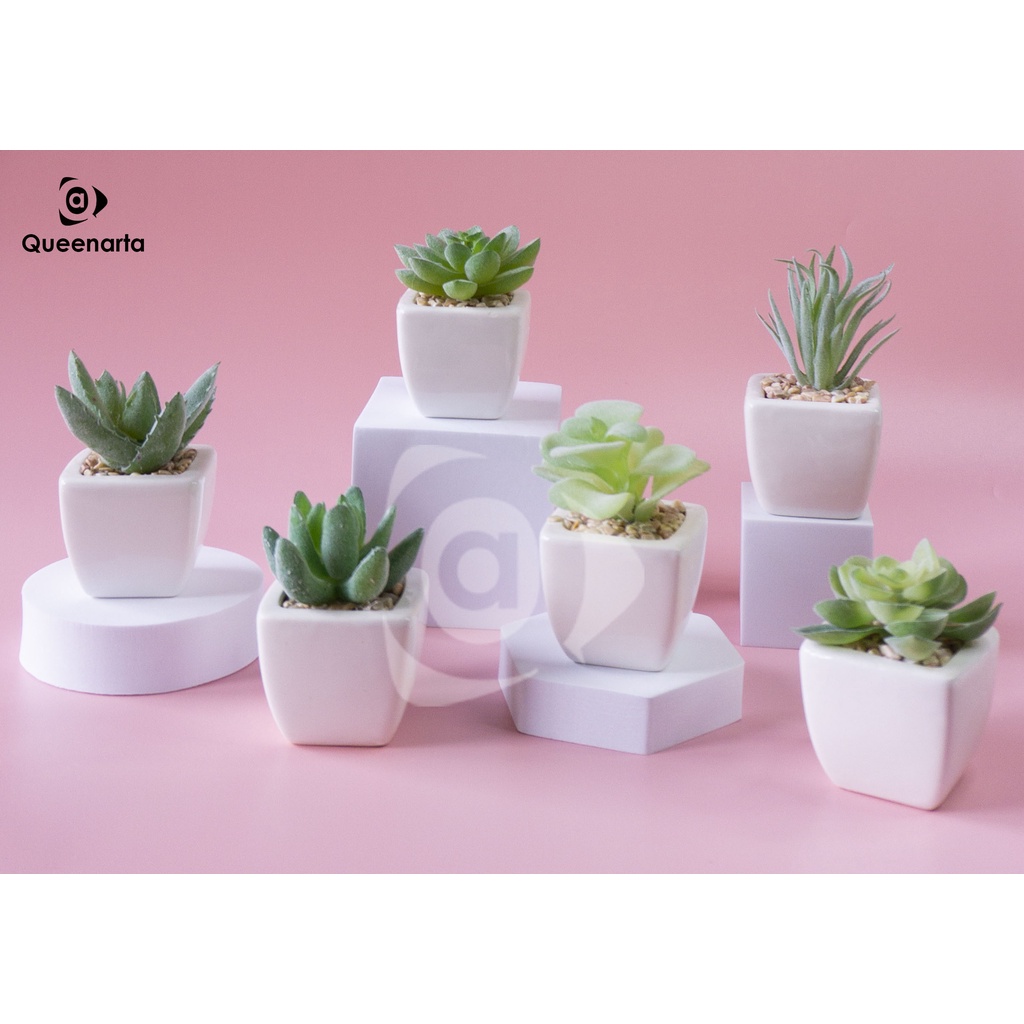 Queenarta Sukulen Mini Jenis Tanaman Kaktus dan Bunga Hias Plastik Pot Keramik Buat Dekorasi Rumah K