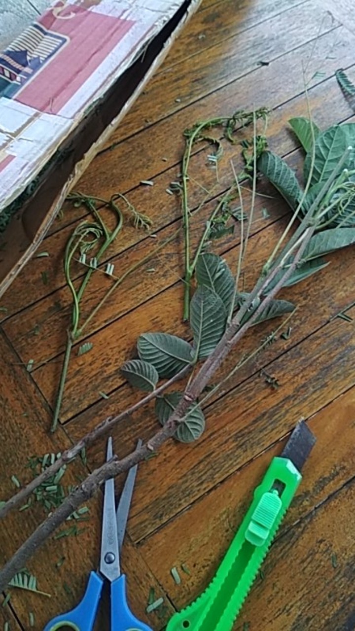 Bibit Tanaman Pete/petai