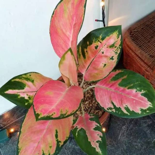 Tanaman Hias Aglonema Kochin - Aglonema Kochin