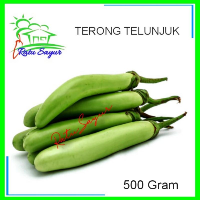 

TERONG TELUNJUK/ratusayur.id