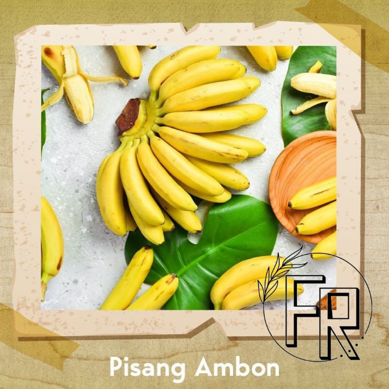 BIBIT TANAMAN BUAH PISANG AMBON // BIBIT PISANG AMBON SUPER