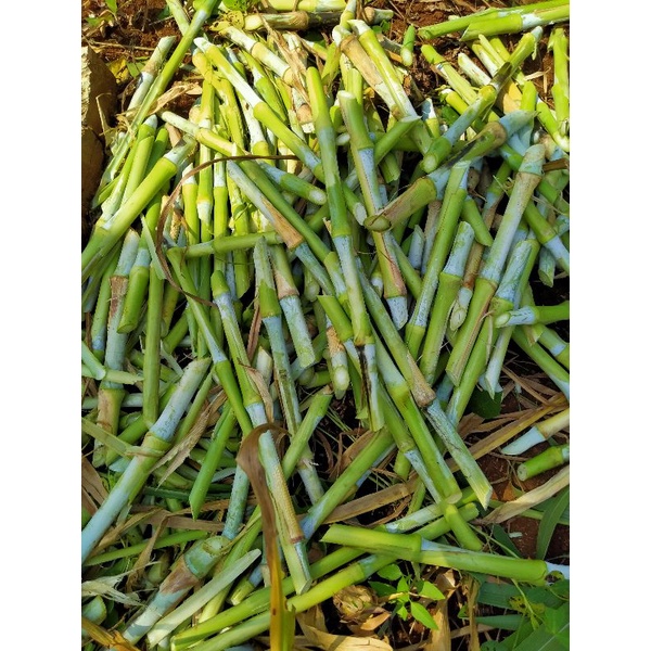 Jual Bibit Rumput Pakchong Pakan Ternak Kambing/Sapi | Shopee Indonesia