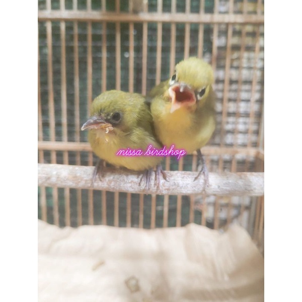 pleci anakan lolohan jantan ori Pacitan