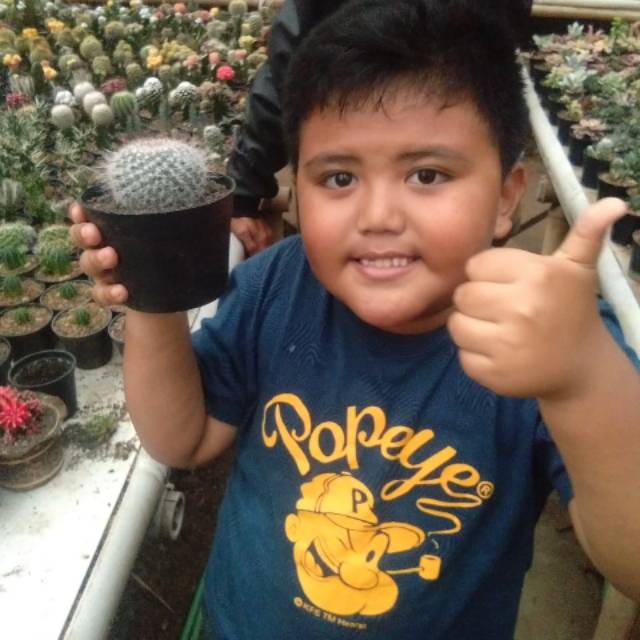

mammilaria hahniana