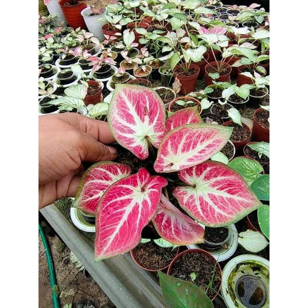 tanaman bunga caladium white bone