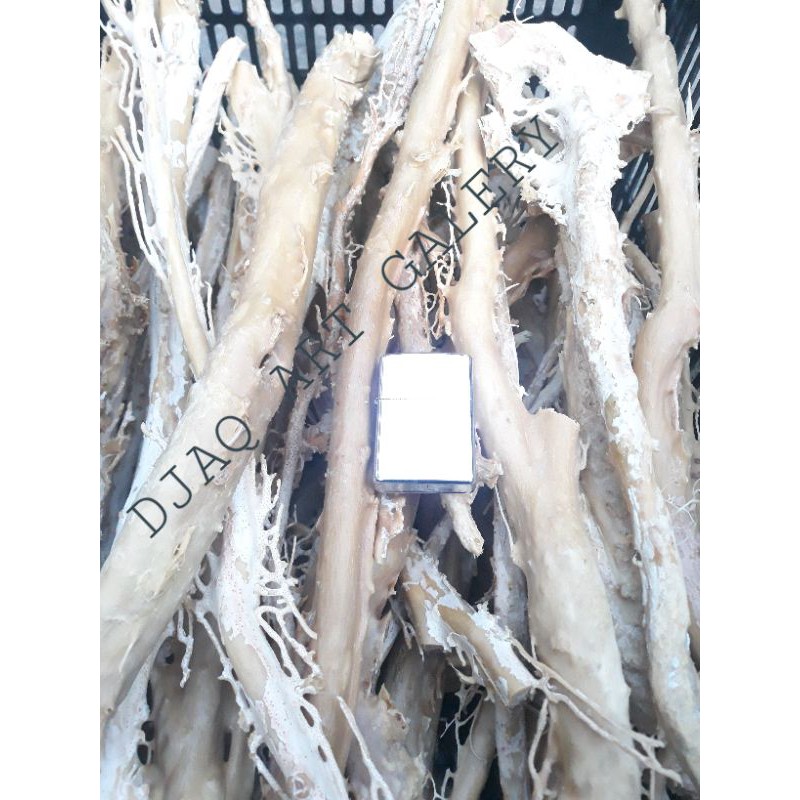 akar BAHAR PUTIH perkilo gram