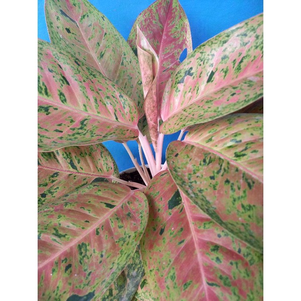 Aglonema bigroy indukan