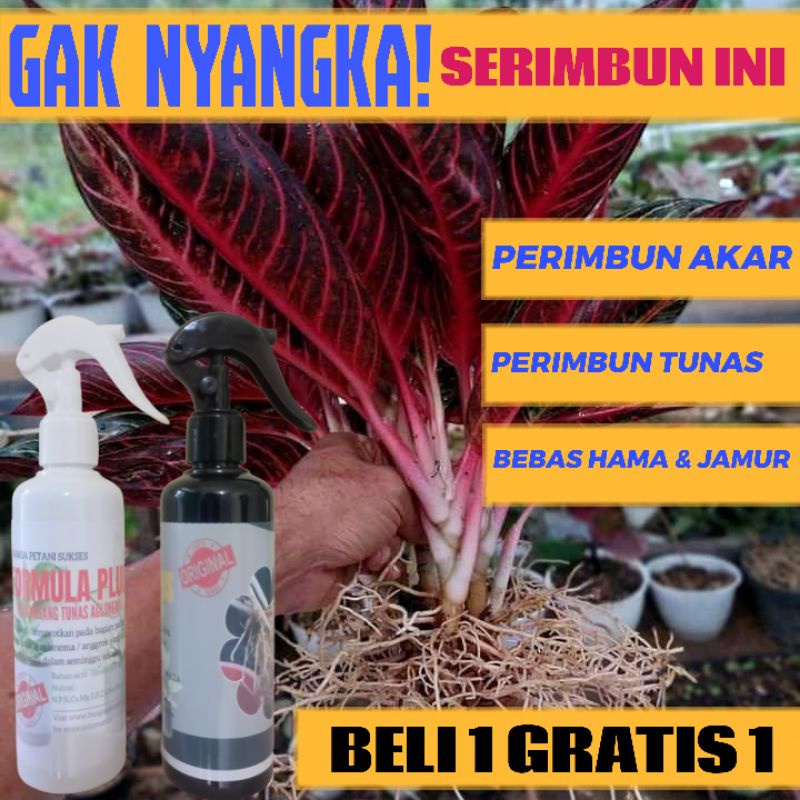 HORMON PERANGSANG TUNAS & AKAR BUNGA AGLONEMA-ANGGREK DLL