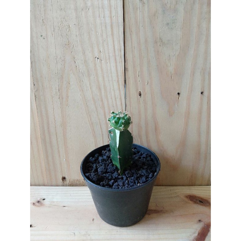Kaktus Grafting Gymno Damsii di pot hitam 10cm