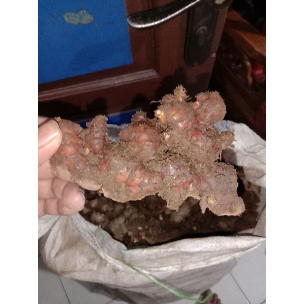 

jahe merah medan fresh super