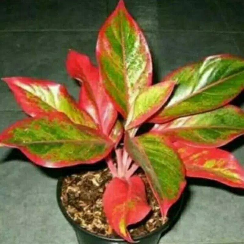 pohon aglonema lipstik aurora aglonema lipstik