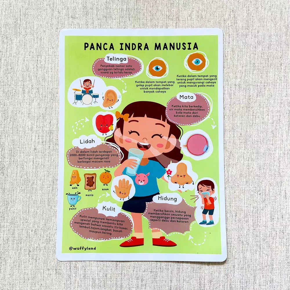 Poster Edukasi Panca Indra Manusia (Tebal Laminating) BISA DITULIS DIHAPUS