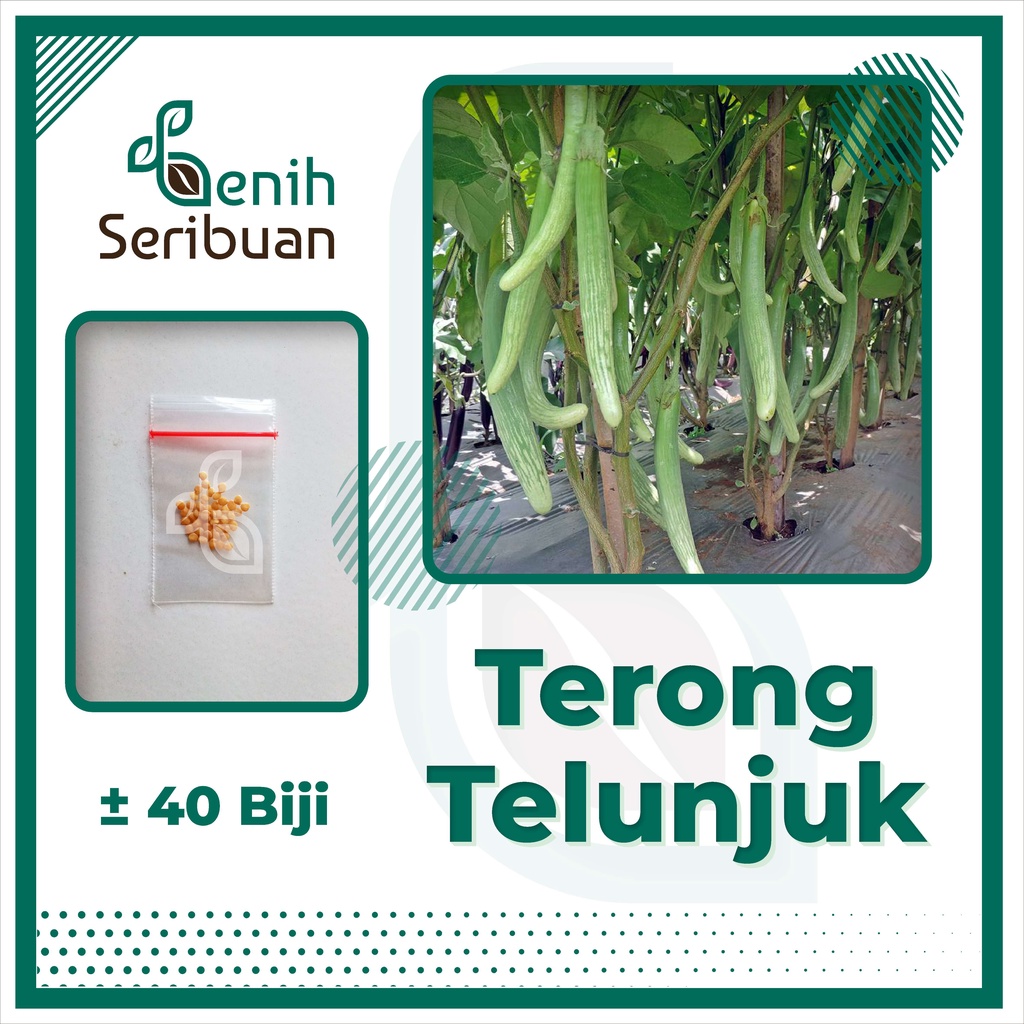 40 Biji - Benih Terong Telunjuk Lurik Sayuran Tunjuk Medan Unggul - Bibit Tanaman Sayur Seribuan