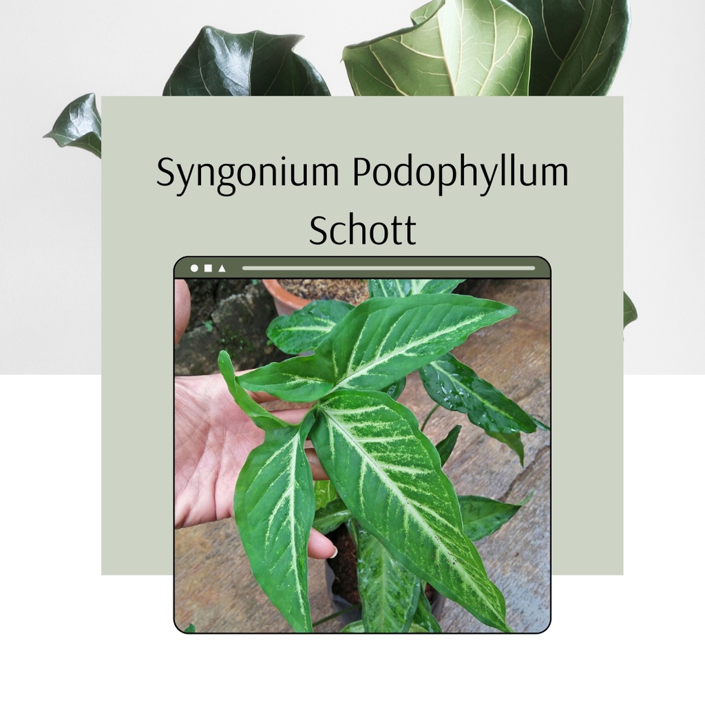 Syngonium Podophyllum Schott Tanaman Hias Syngonium Podophyllum Schott