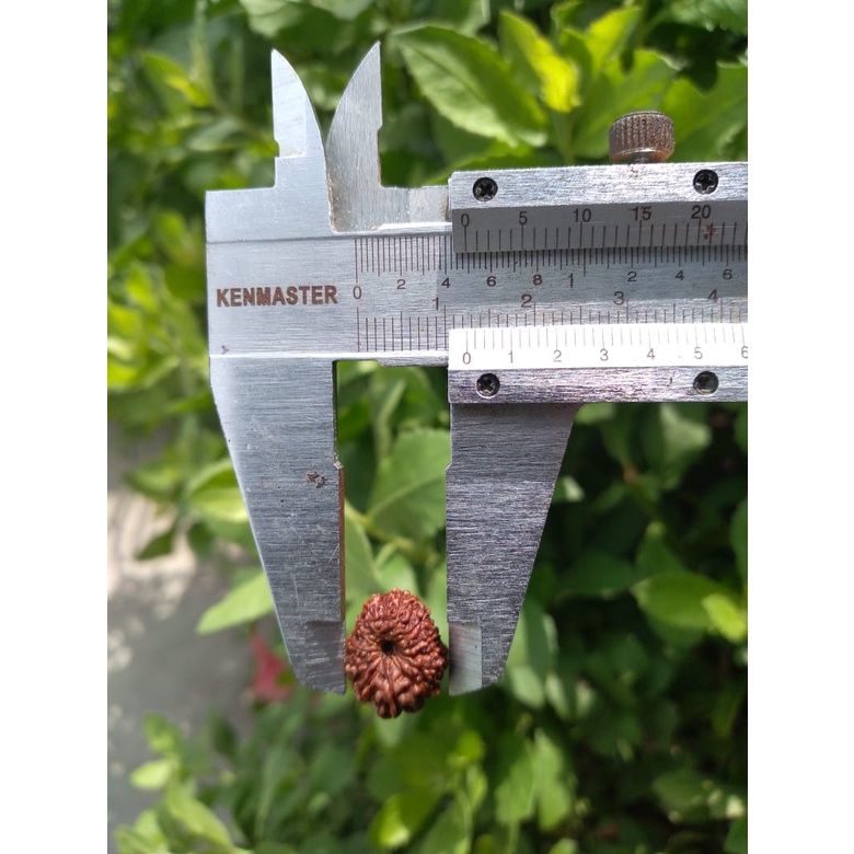 Jenitri Mukhi 12 Genitri