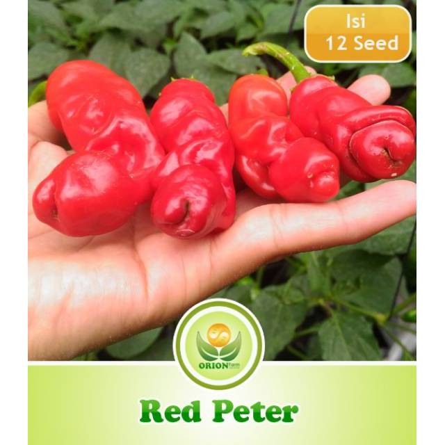 Benih Cabe Hias Red Peter Pepper Cabe Unik Shopee Indonesia