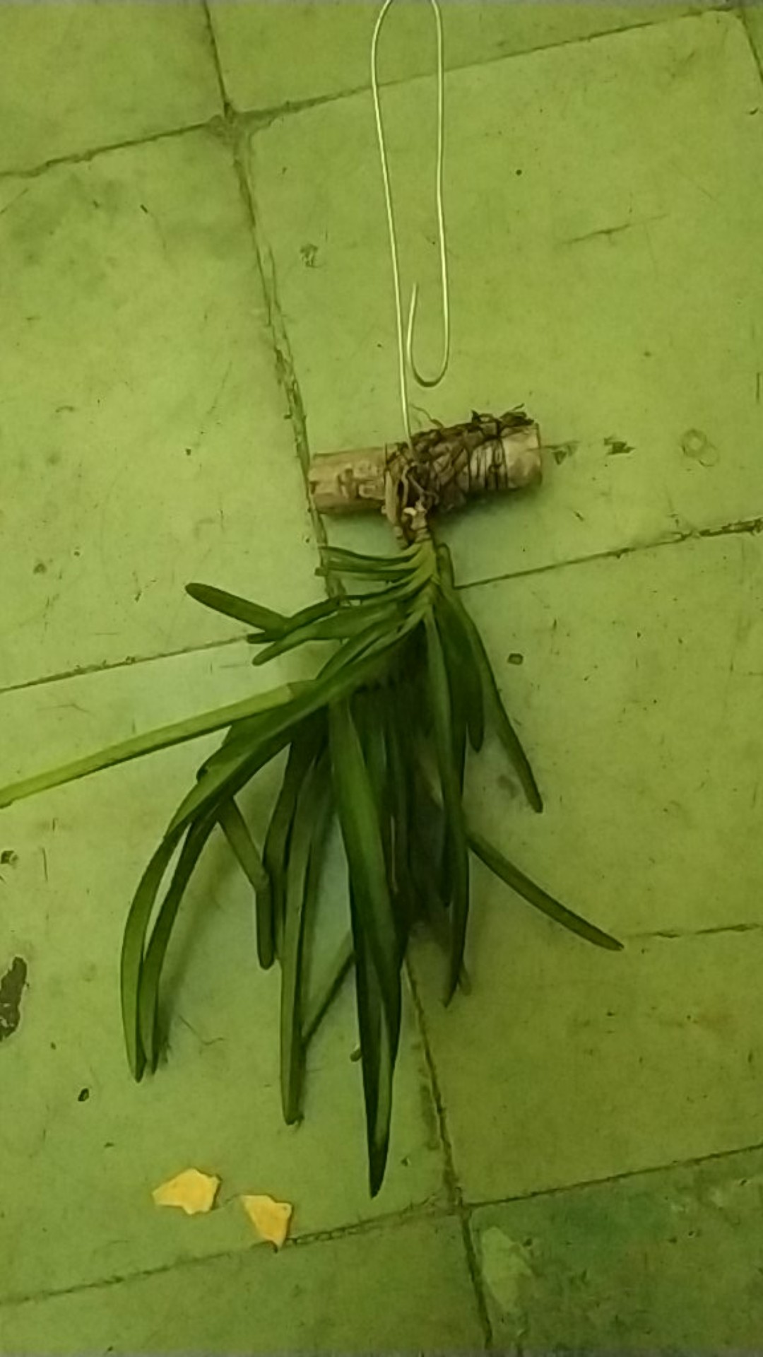 Anggrek Vanda Miniatum