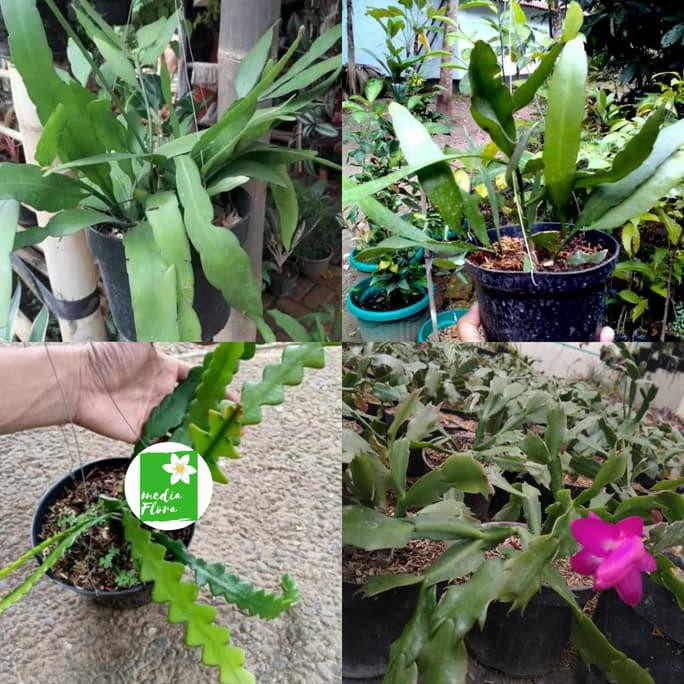 Paket 4 Tanaman Hias Wijaya Kusuma - Bibit Bunga Wijaya Kusuma