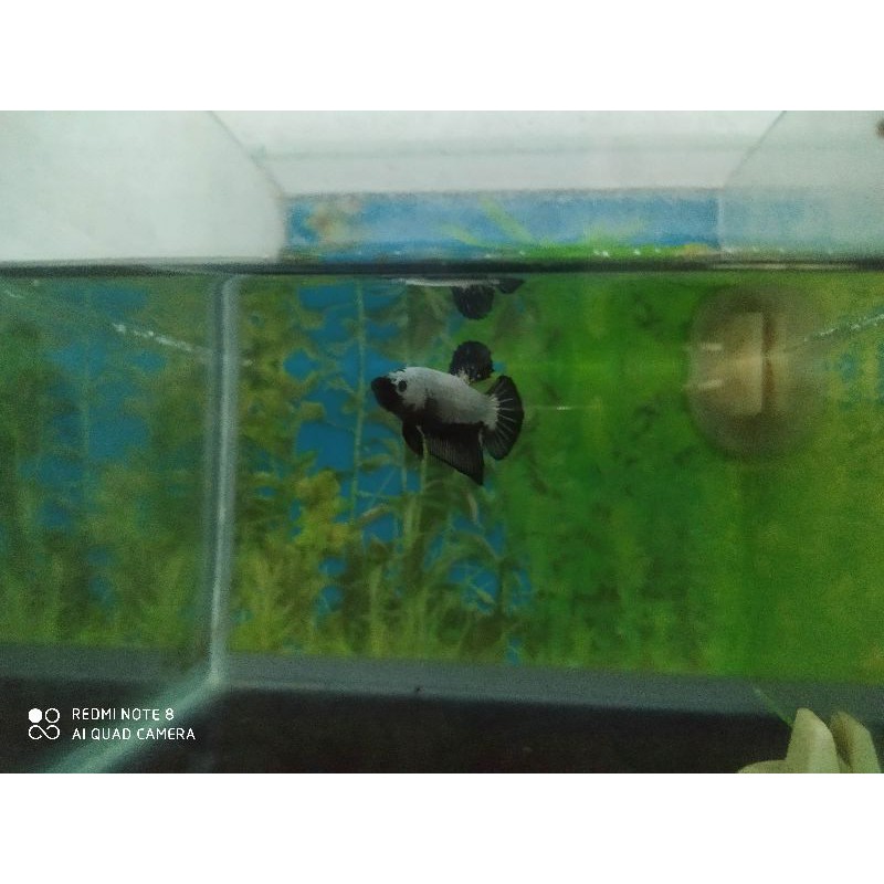Ikan cupang plakat black dragon jantan