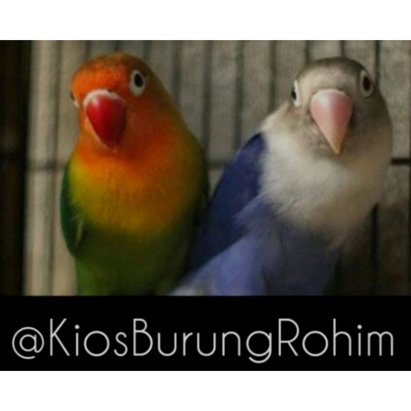 burung lovebird sepasang josan x violet