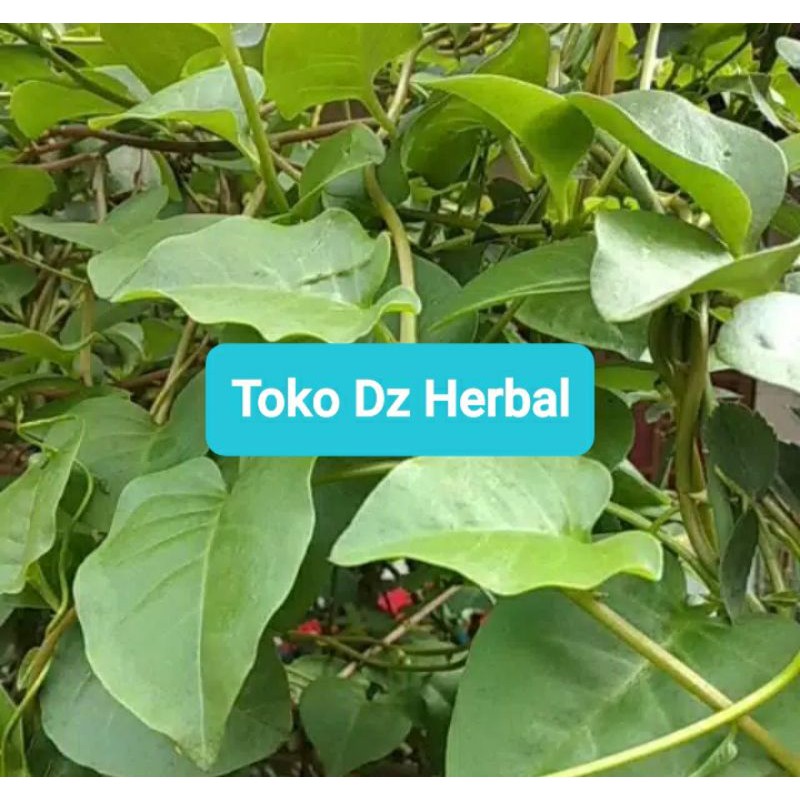 

Daun Binahong Paket hemat 250 gram-az