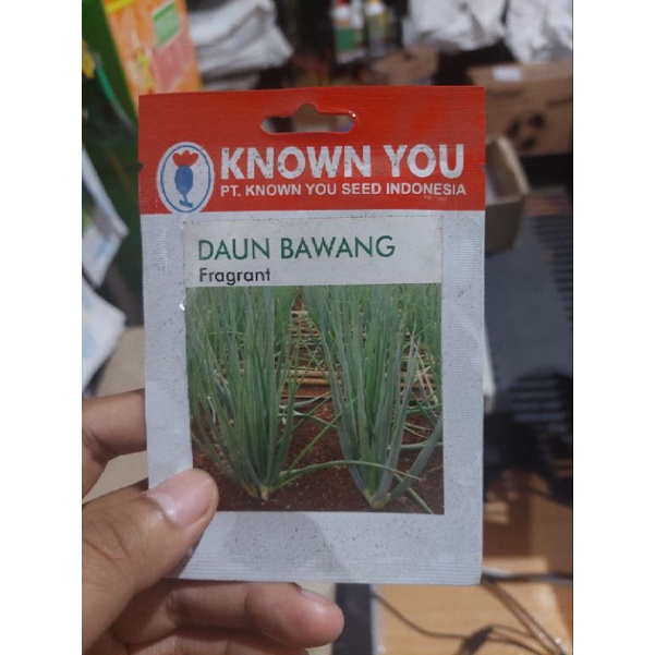 Benih Daun Bawang Fragrant