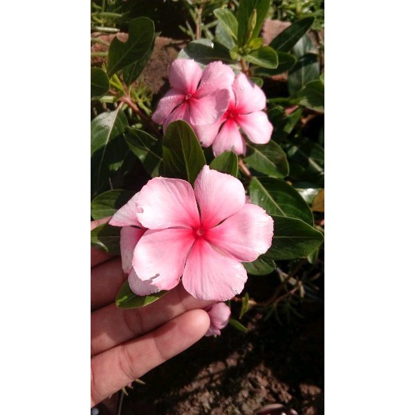 

SUPER MURAH-- biji vinca
