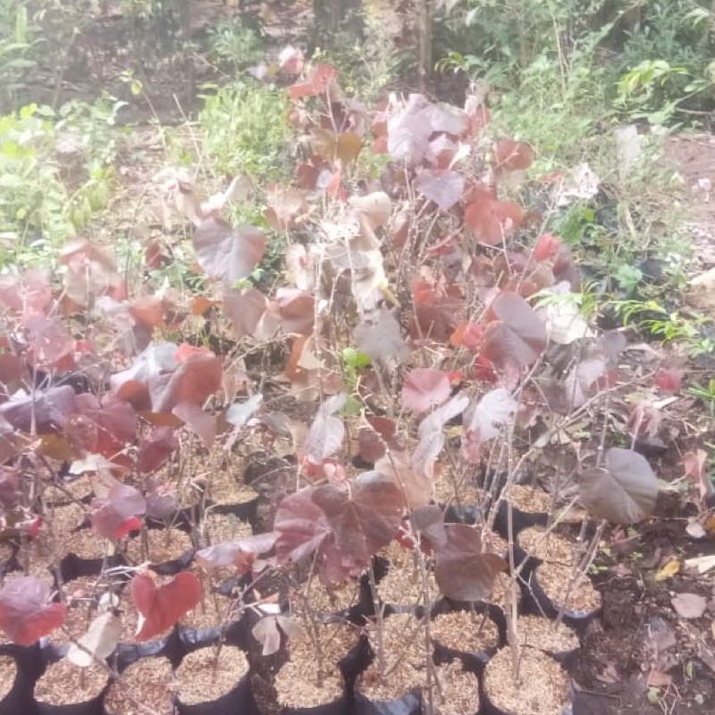 bahan bonsai waru merah(super red) hasil cangkok