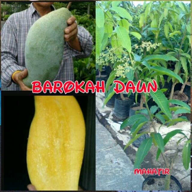 Bibit mangga mahatir super