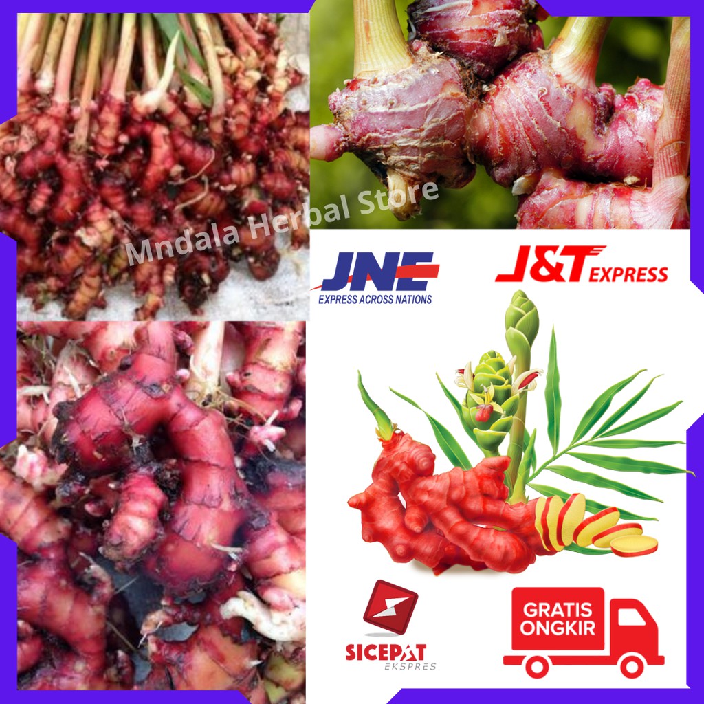 Bibit Jahe Merah Unggul - Bibit Jahe Merah Siap Tanam - Benih Jahe Merah - Jahe Merah Super