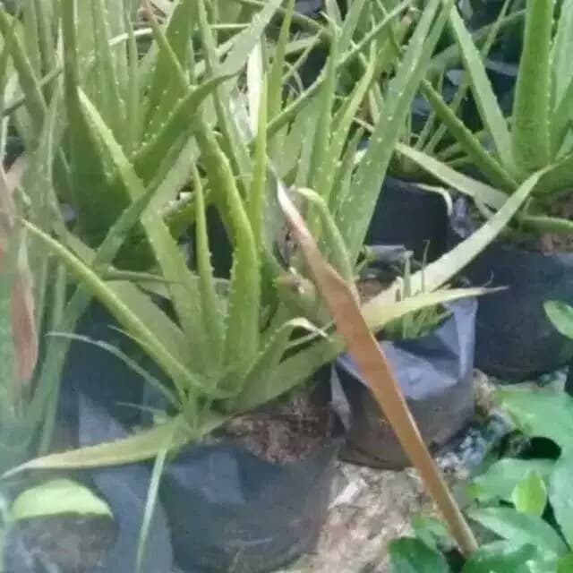tanaman hias lidah buaya - tanaman lidah buaya