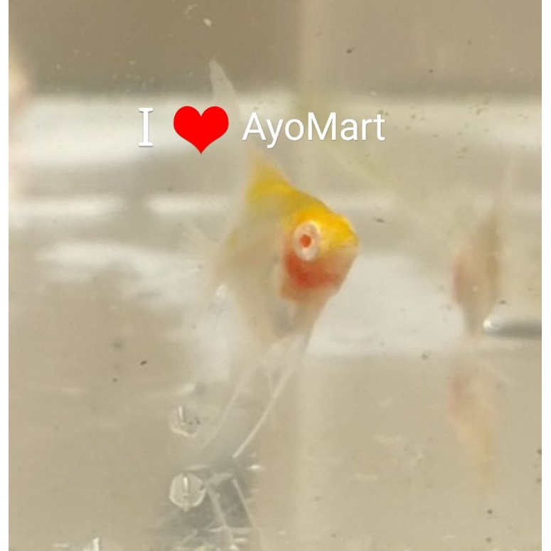 Ikan hias aquarium Angelfish Manfish Albino Red Cap Koi grade PREMIUM & langka, cocok utk aquascape