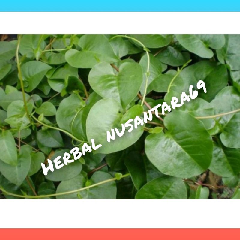 

Ready Daun Binahong Hijau Pres 300gr/Herbal alami