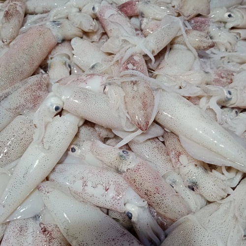 

baby cumi fresh 500gr