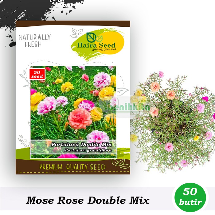 Benih-Bibit Bunga Moss Rose Double Mix (Haira Seed)