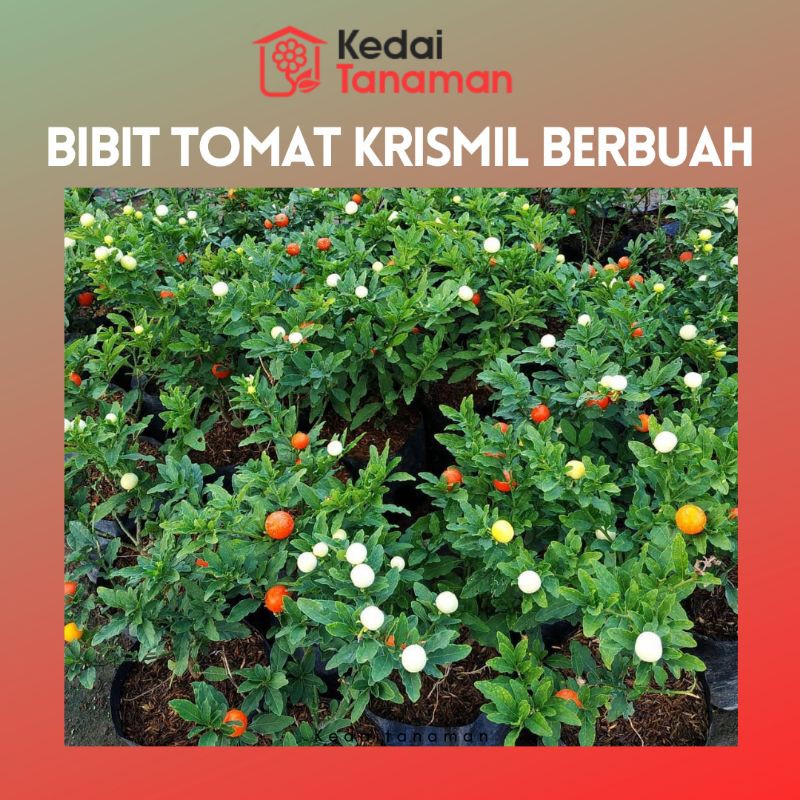 Jual Tanaman Bibit Tomat Krismil Berbuah Warna Warni Shopee Indonesia