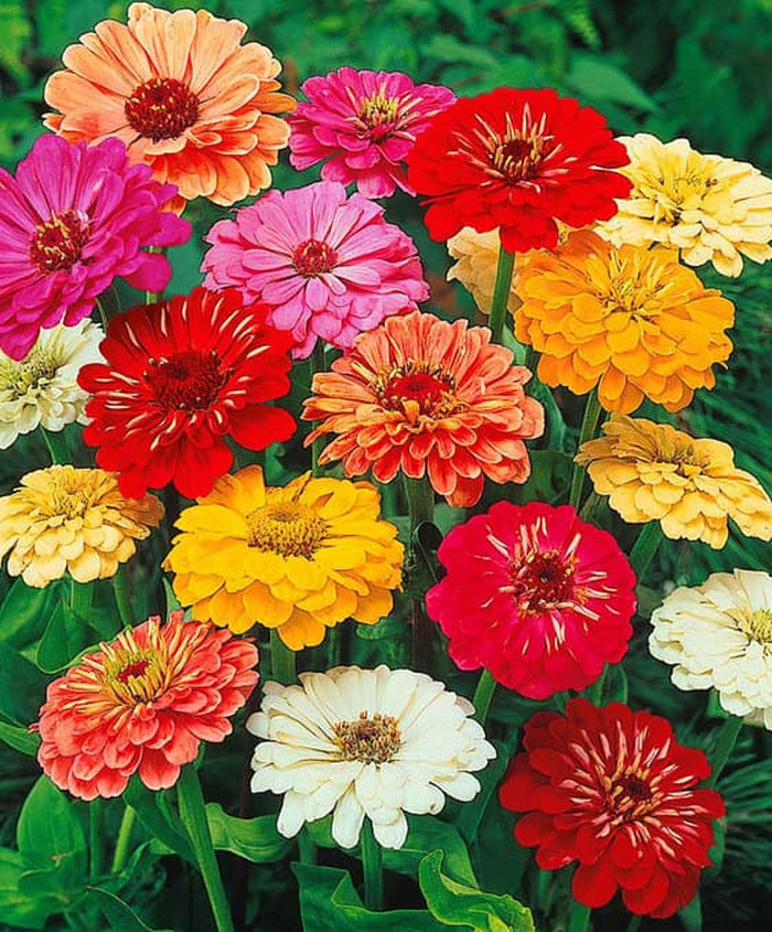 Haira Seed BIbit-Biji Bunga Zinnia California Giant Mix