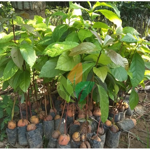 Bibit Alpukat Seedling