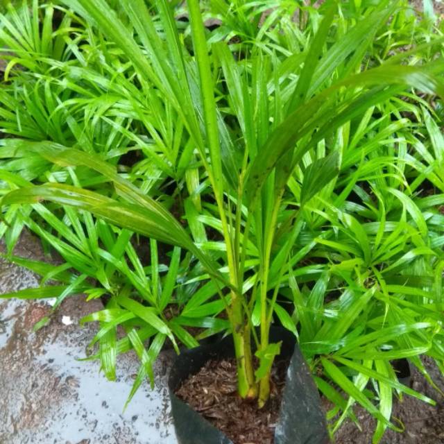Tanaman Hias Palem Kuning - Tanaman Indoor Palem Kuning